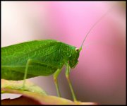 113 - BIEN VERTE - SCAZZOLA LAURENT - france <div : Sauterelle, insectes